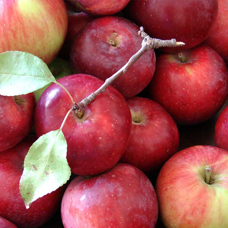 Whole apples before fermentation—key to making raw apple cider vinegar.